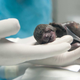 Image for article titled Pregnant Sloth Gets a C-Section, A First For Her Species